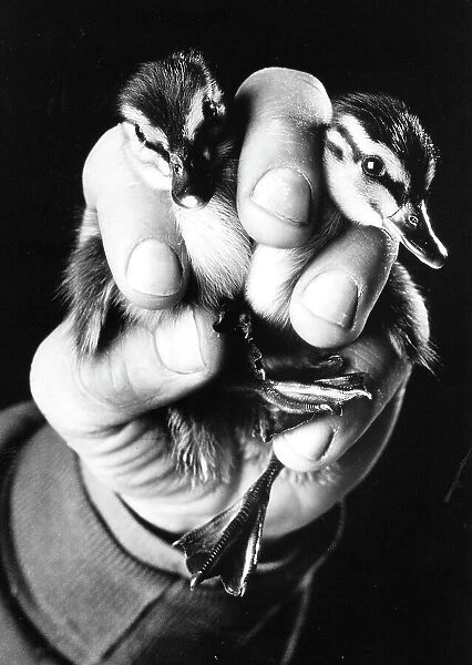 Baby Ducks being held by a their Keeper
