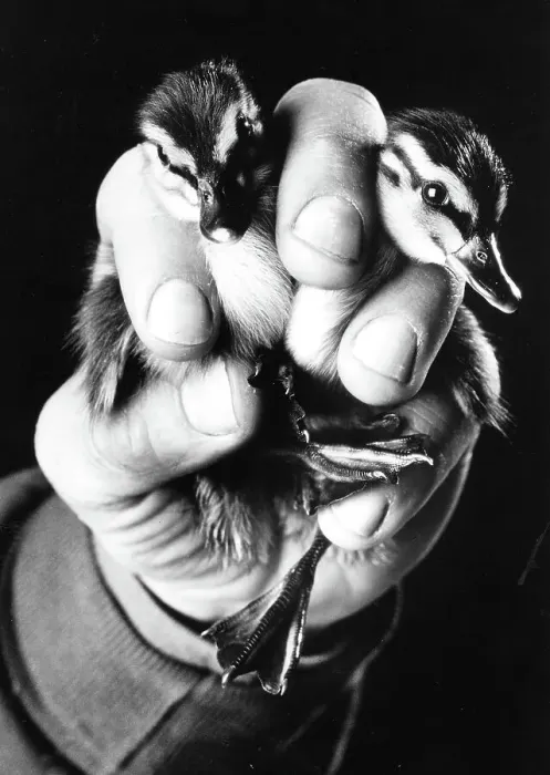 Framed Print : Baby Ducks being held by a their Keeper Framed Print : Baby Ducks being held by a their Keeper