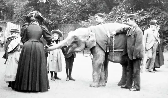 Framed Print : Baby elephant at a zoo, probably London Zoo Framed Print : Baby elephant at a zoo, probably London Zoo