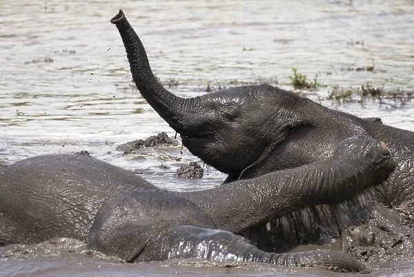 Baby Elephants - Playing in water after heavy rain