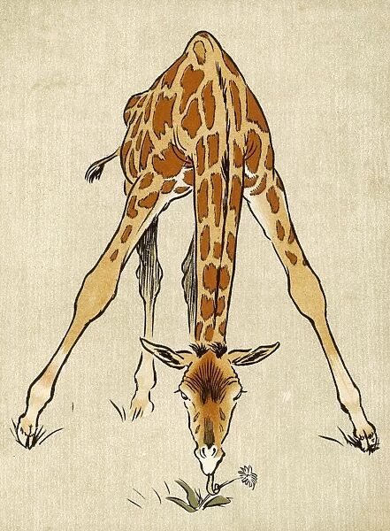 Baby Giraffe Aldin 1907