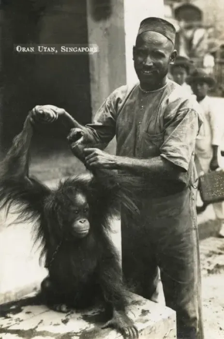 Framed Print : Baby orangutan and owner - Singapore Framed Print : Baby orangutan and owner - Singapore