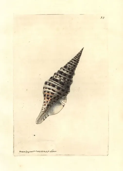 Framed Print : Babylon turrid shell, Turris babylonia Framed Print : Babylon turrid shell, Turris babylonia