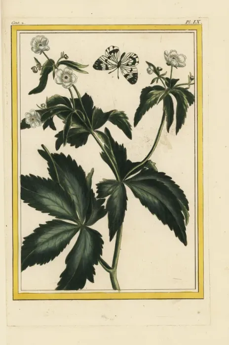 Framed Print : Bachelors buttons, Ranunculus aconitifolius Framed Print : Bachelors buttons, Ranunculus aconitifolius