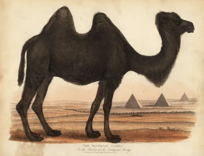 Framed Print : Bactrian camel, Camelus bactrianus Framed Print : Bactrian camel, Camelus bactrianus