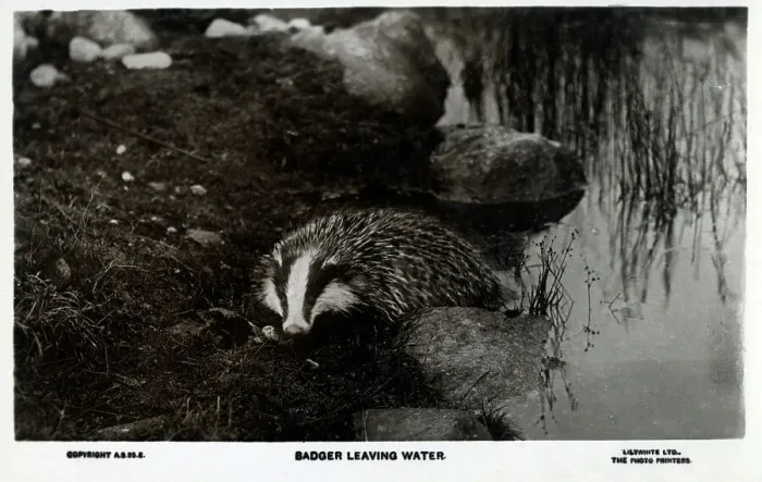 Framed Print : A Badger leaving water Framed Print : A Badger leaving water