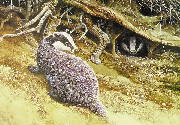 Badgers by David Parry