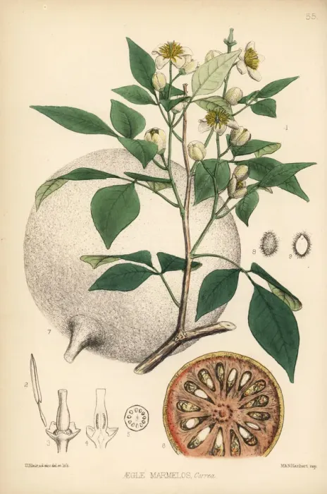 Framed Print : Bael, Bengal quince or Japanese bitter orange Framed Print : Bael, Bengal quince or Japanese bitter orange