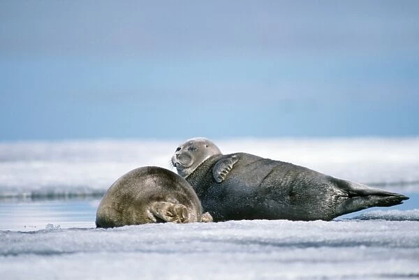 Baikal  /  Nerpa Seal - endemic to lake Baikal