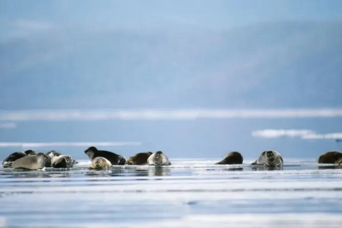 Framed Print : Baikal / Nerpa Seal - endemic to lake Baikal Framed Print : Baikal / Nerpa Seal - endemic to lake Baikal