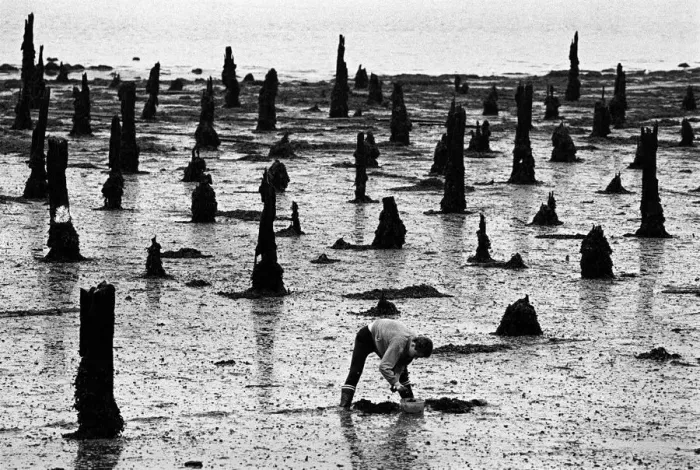 Framed Print : Bait digging, Lorient, France Framed Print : Bait digging, Lorient, France