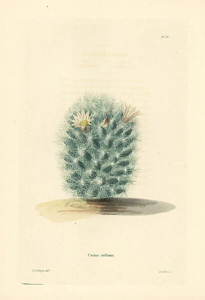 Baja organ pipe cactus, Stenocereus stellatus