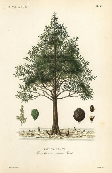 Bald cypress or swamp cypress tree, Taxodium distichum