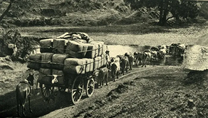Framed Print : Bales of wool being transported from Riverina, Australia