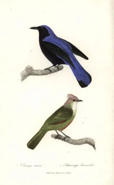 Framed Print : Baliccasiao and crested gallito Framed Print : Baliccasiao and crested gallito