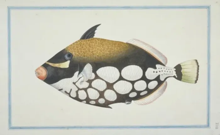 Framed Print : Balistoides conspicillum, clown triggerfish Framed Print : Balistoides conspicillum, clown triggerfish