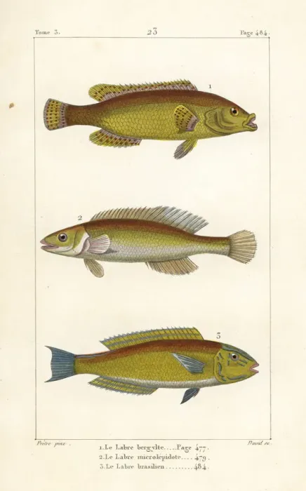 Framed Print : Ballan wrasse, cuckoo wrasse and Brazilian wrasse Framed Print : Ballan wrasse, cuckoo wrasse and Brazilian wrasse