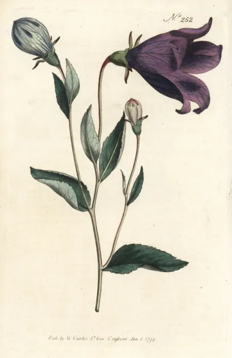 Framed Print : Balloon flower, Platycodon grandiflorus Framed Print : Balloon flower, Platycodon grandiflorus