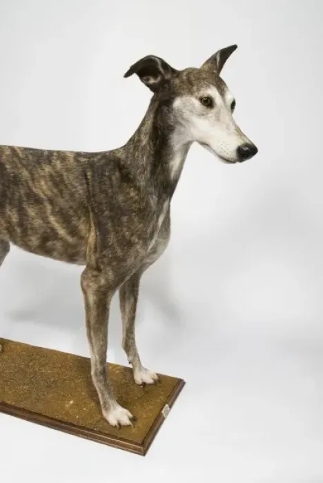 Framed Print : Ballyregan Bob, greyhound Framed Print : Ballyregan Bob, greyhound
