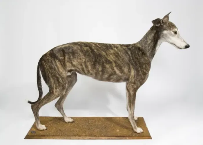 Framed Print : Ballyregan Bob, greyhound Framed Print : Ballyregan Bob, greyhound