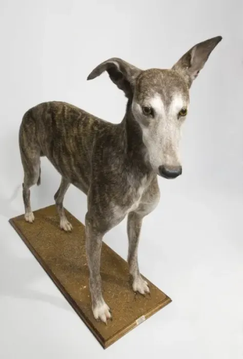 Framed Print : Ballyregan Bob, greyhound Framed Print : Ballyregan Bob, greyhound