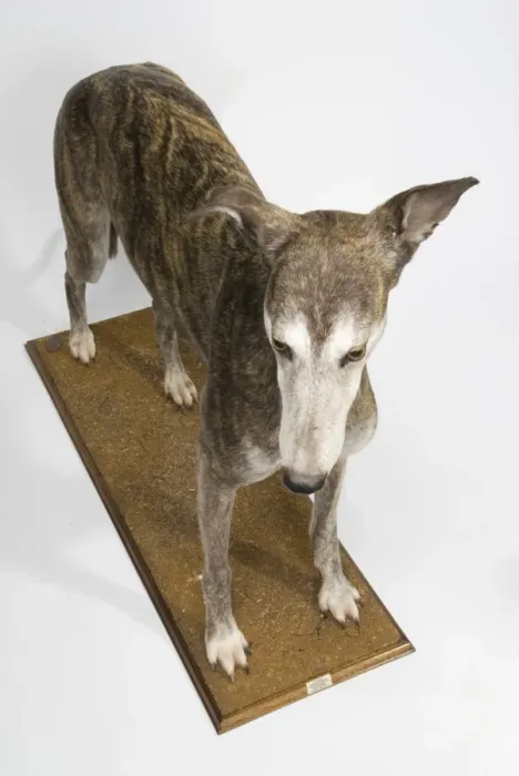 Framed Print : Ballyregan Bob, greyhound Framed Print : Ballyregan Bob, greyhound