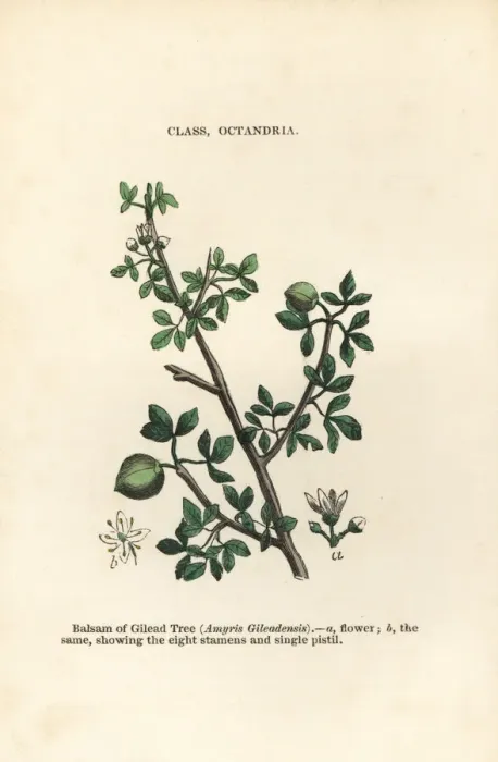 Framed Print : Balm of Gilead, Commiphora gileadensis Framed Print : Balm of Gilead, Commiphora gileadensis
