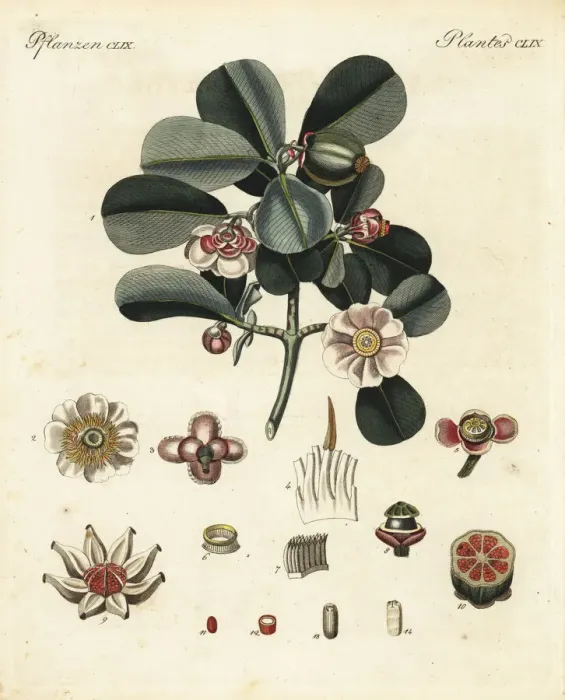 Framed Print : Balsam apple, Clusia rosea Framed Print : Balsam apple, Clusia rosea