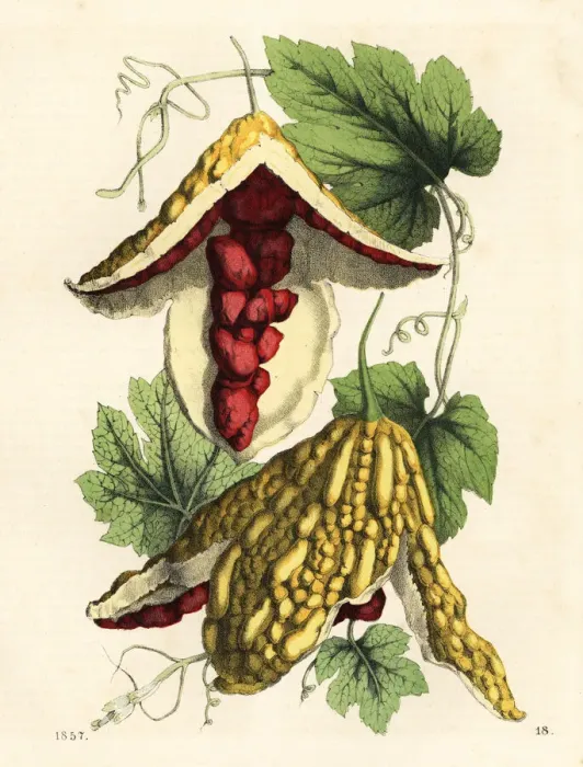 Framed Print : Balsam apple, Mormodica balsamina Framed Print : Balsam apple, Mormodica balsamina