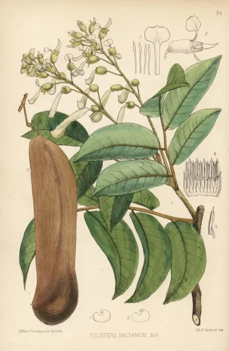 Framed Print : Balsam of Peru, Myroxylon balsamum Framed Print : Balsam of Peru, Myroxylon balsamum