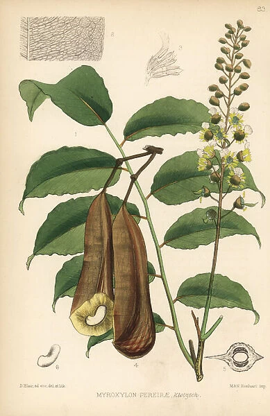Balsam of Peru, Myroxylon balsamum var. pereirae