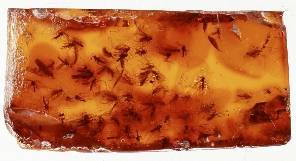 Baltic amber with swarm of fungus gnats