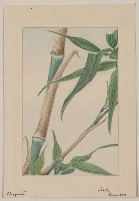 Framed Print : Take bamboo Framed Print : Take bamboo