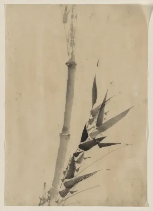 Framed Print : Bamboo. Date between 1830 and 1850 Framed Print : Bamboo. Date between 1830 and 1850