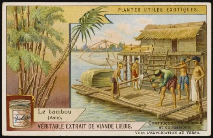 Framed Print : Bamboo Cultivation Framed Print : Bamboo Cultivation