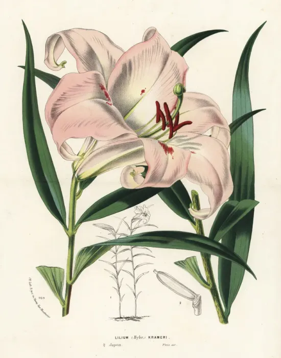 Framed Print : Bamboo lily or sasayuri hybrid, Lilium japonicum Framed Print : Bamboo lily or sasayuri hybrid, Lilium japonicum