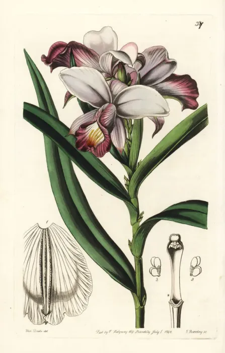 Framed Print : Bamboo orchid, Arundina graminifolia Framed Print : Bamboo orchid, Arundina graminifolia