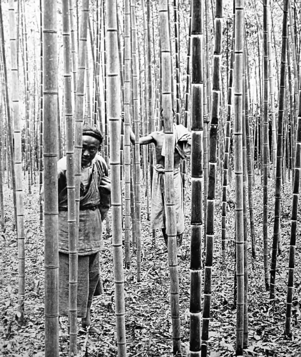Framed Print : Bamboo Plantation, Peking, China in the early 1900s Framed Print : Bamboo Plantation, Peking, China in the early 1900s