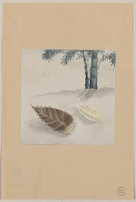 Framed Print : Bamboo shoot with plant growing in the background Framed Print : Bamboo shoot with plant growing in the background