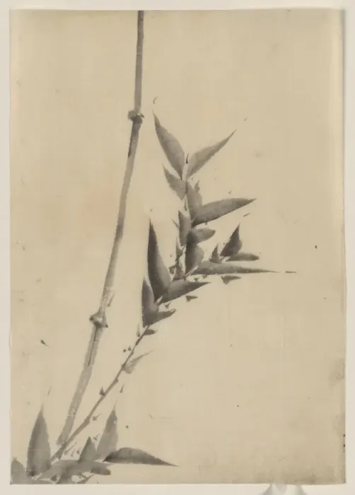 Framed Print : Bamboo shoots Framed Print : Bamboo shoots