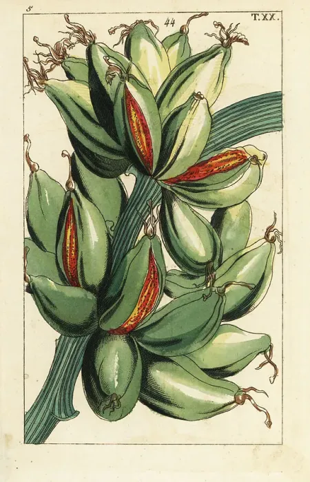 Framed Print : Banana fruit growing upright on the branch, Musa sapientum Framed Print : Banana fruit growing upright on the branch, Musa sapientum