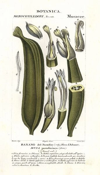 Banana fruit, segment Musa acuminata