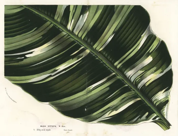 Framed Print : Banana leaf, Musa paradisiaca Framed Print : Banana leaf, Musa paradisiaca