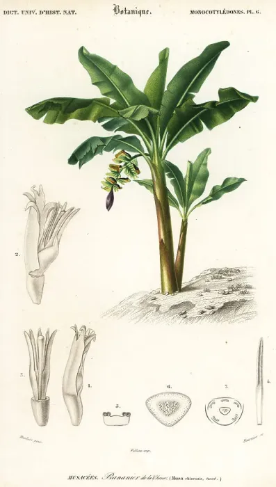 Framed Print : Banana, Musa acuminata