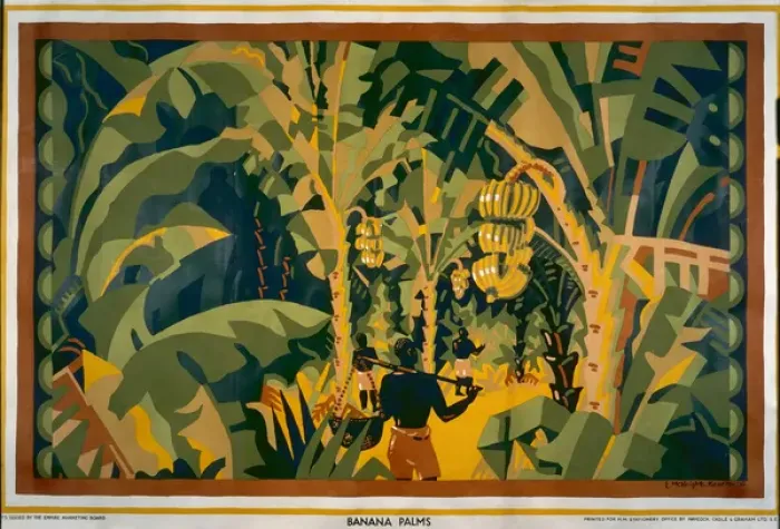 Framed Print : Banana palms Framed Print : Banana palms