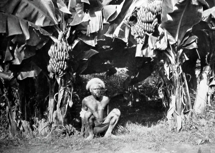 Framed Print : Banana plantation, Fiji, Victorian period Framed Print : Banana plantation, Fiji, Victorian period