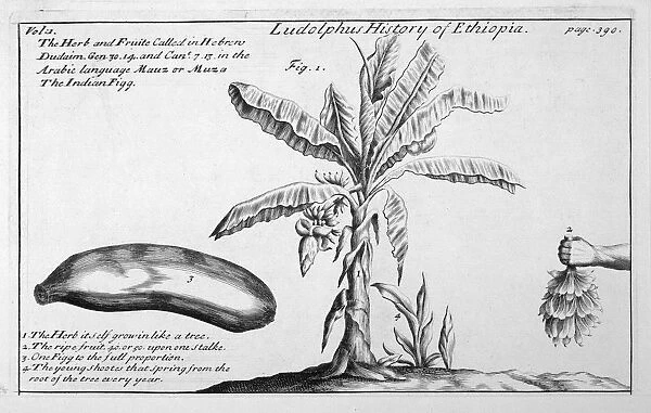 Banana Tree  /  18th Century
