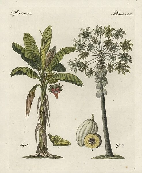 Banana tree, Musa paradisiaca, and papaya tree