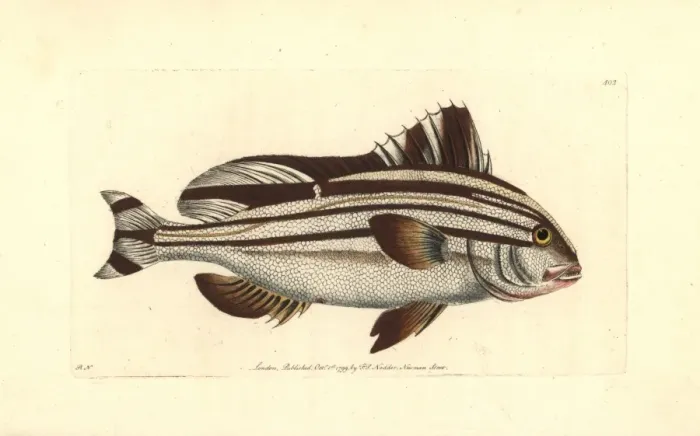Framed Print : Banded anthias, Anthias diagrama Framed Print : Banded anthias, Anthias diagrama