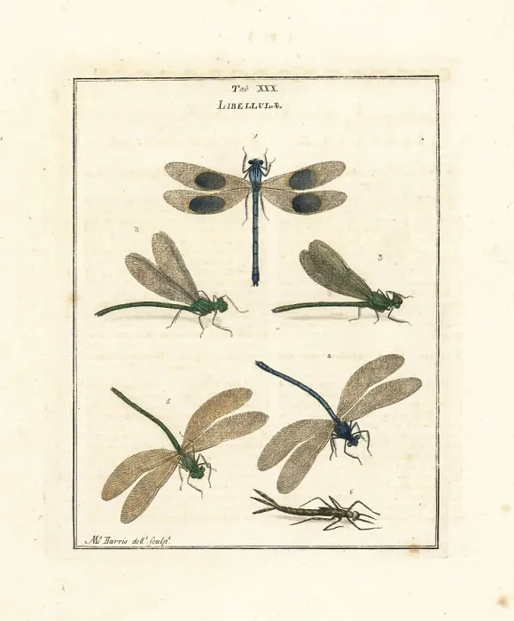 Framed Print : Banded and beautiful demoiselles Framed Print : Banded and beautiful demoiselles
